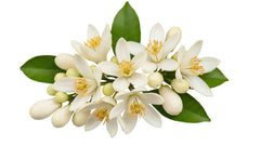 Neroli