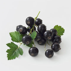 Black Currant