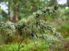 Oakmoss