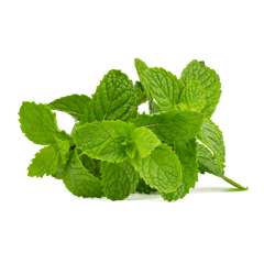 Mint