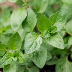 Oregano