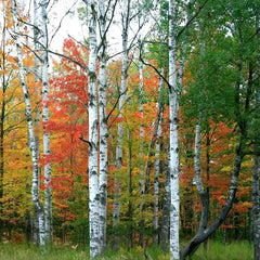 Birch
